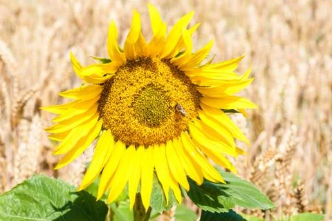 Sunflower Stock Photos