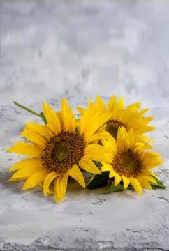 Sunflower Stock Photos