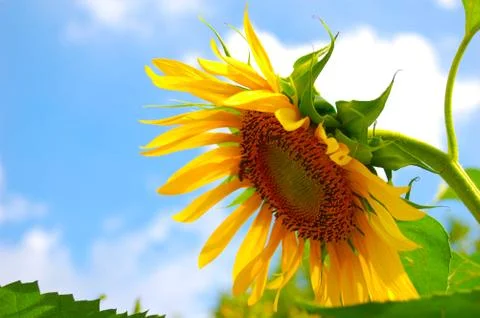 Sunflower Stock Photos