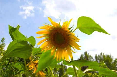 Sunflower Stock Photos