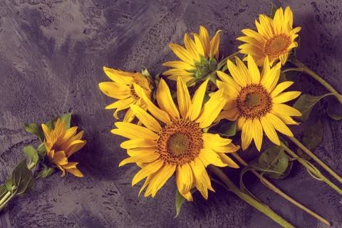 Sunflower Stock Photos