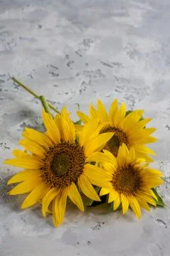 Sunflower Stock Photos