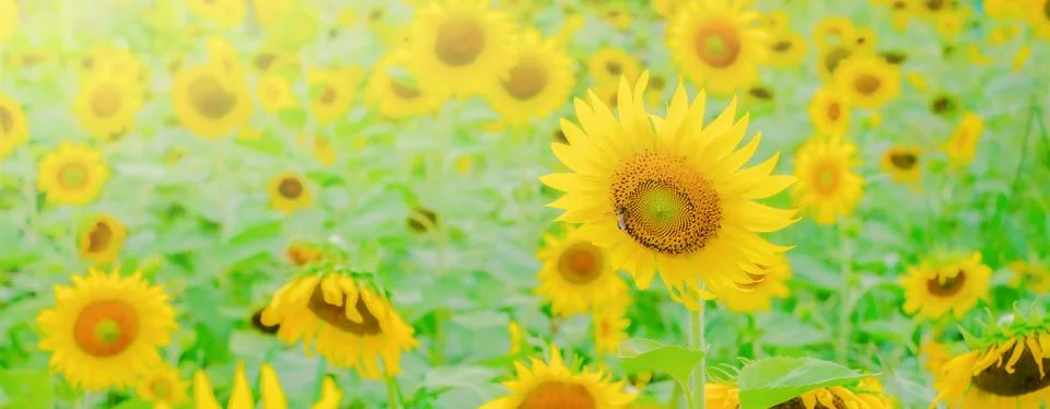 Sunflower Stock Photos