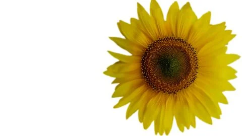THE SUNFLOWER Stock Photos
