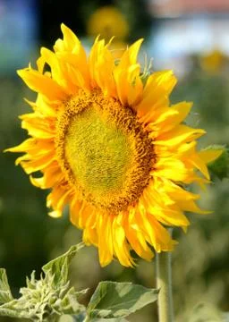 Sunflower Stock Photos