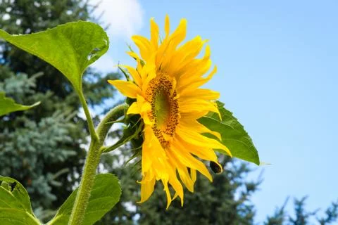 Sunflower Stock Photos