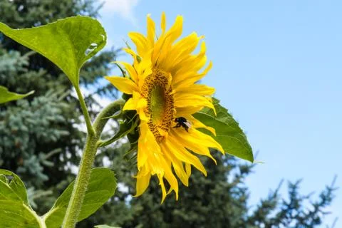 Sunflower Stock Photos