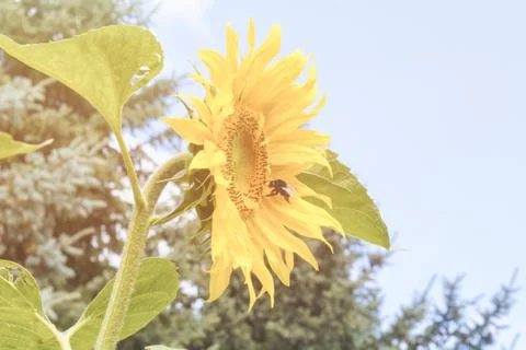 Sunflower Stock Photos
