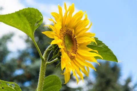 Sunflower Stock Photos