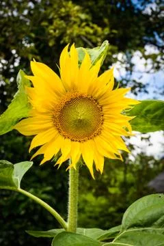 Sunflower Stock Photos