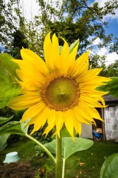 Sunflower Stock Photos