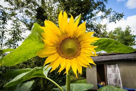 Sunflower Stock Photos