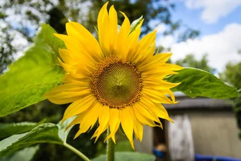 Sunflower Stock Photos