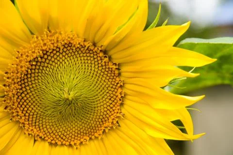 Sunflower Stock Photos