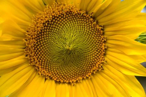 Sunflower Foto stock