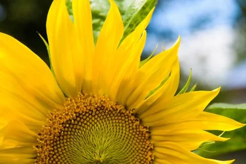 Sunflower Foto stock