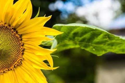 Sunflower Stock Photos