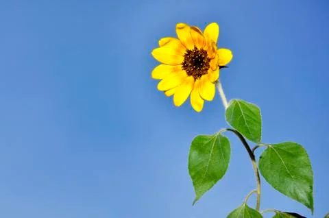 Sunflower Stock Photos