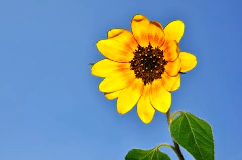 Sunflower Stock Photos