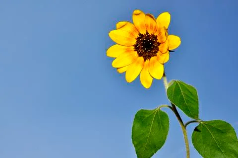 Sunflower Stock Photos