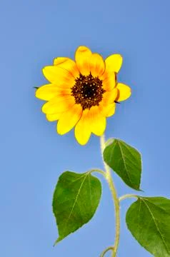 Sunflower Stock Photos