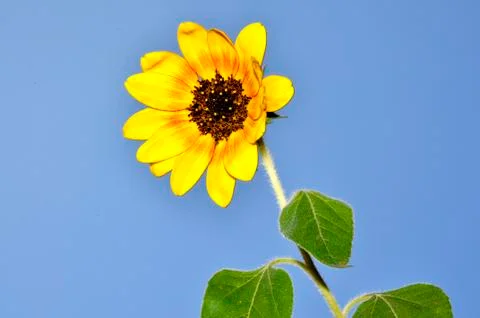 Sunflower Stock Photos