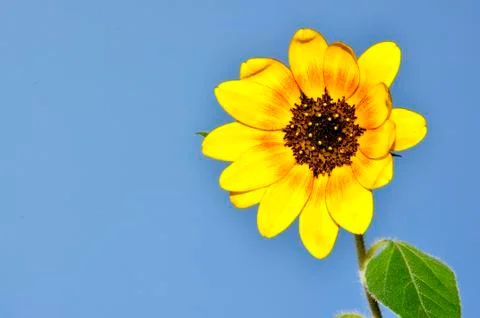 Sunflower Stock Photos