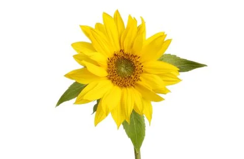 Sunflower Stock Photos