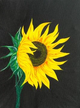 Sunflower Stock Photos