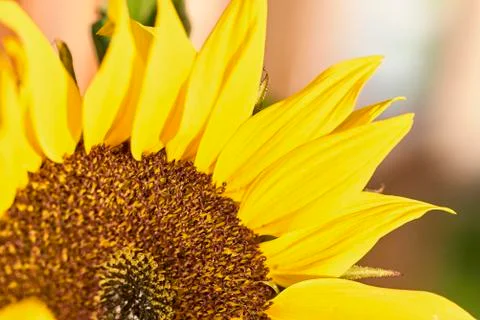 Sunflower Stock Photos