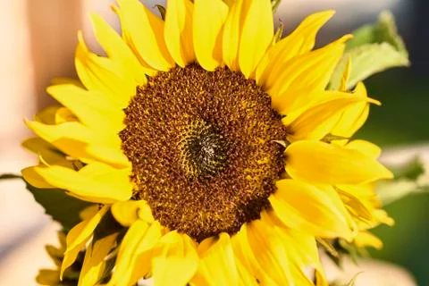 Sunflower Stock-Fotos