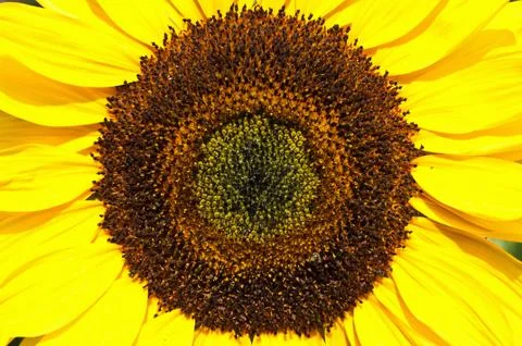 Sunflower Stock Photos