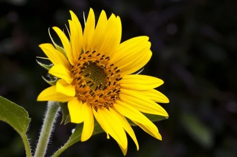 Sunflower Fotos de archivo