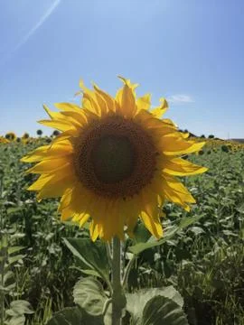 Sunflower Stock Photos