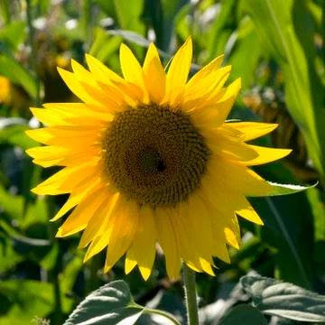 Sunflower Stock Photos