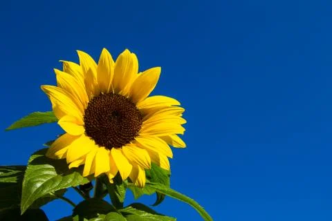 Sunflower Stock-Fotos