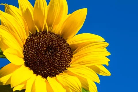 Sunflower Stock-Fotos