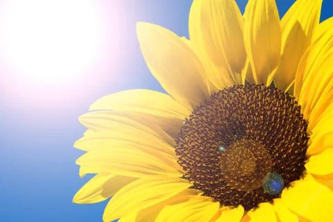 Sunflower Stock-Fotos