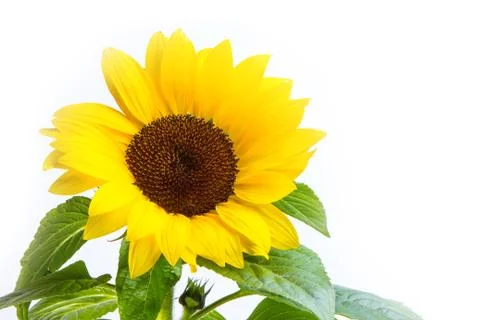 Sunflower Stock-Fotos