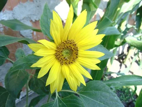 Sunflower Stock Photos