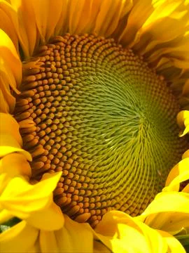 Sunflower Stock Photos