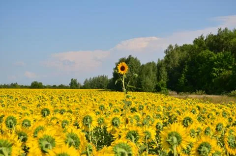 Sunflower Stock Photos
