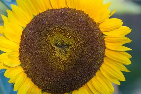 Sunflower Stock Photos