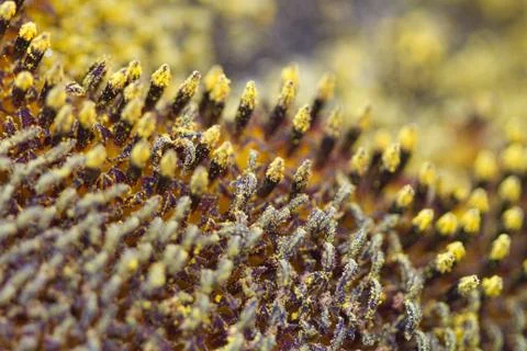 Sunflower Stock Photos