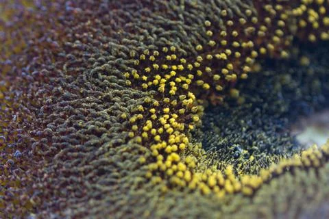 Sunflower Stock Photos