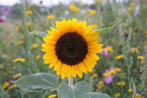 Sunflower Stock Photos