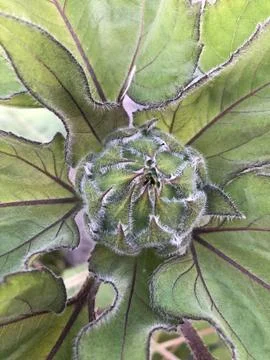 Sunflower 写真素材