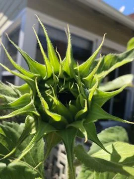 Sunflower 写真素材