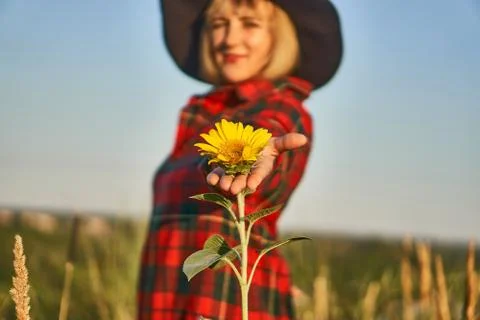 Sunflower Stock Photos