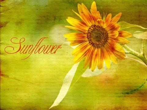 Sunflower. Stock Photos